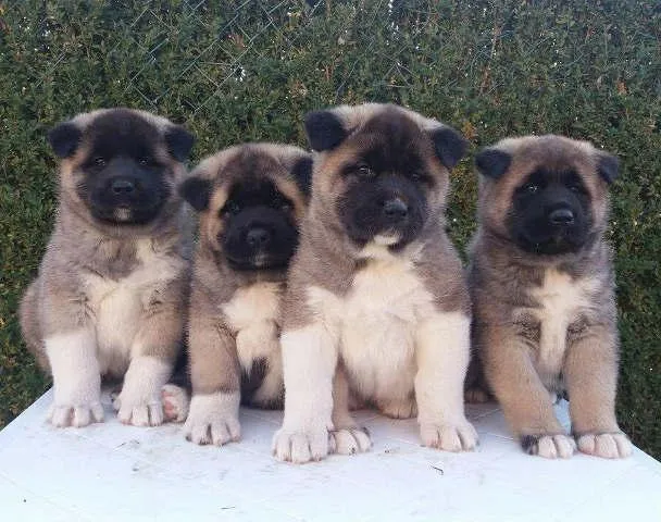 AMERICKE AKITE - sampionskog porekla