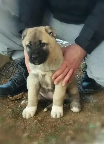 Turski KANGAL - vrhunska stenad