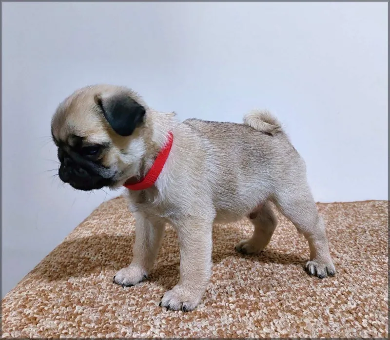Mops štenci