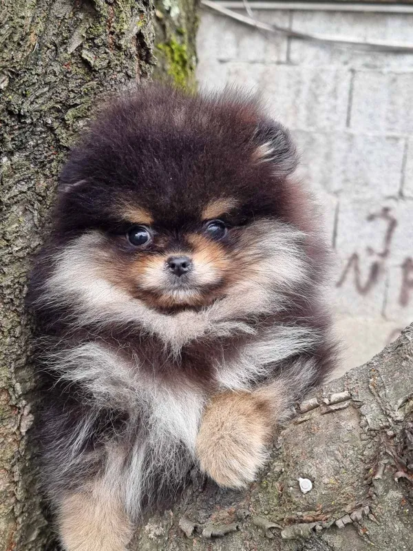 Pomeranac Boo muzjak