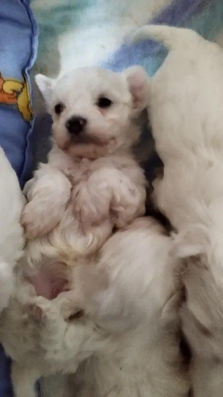 Maltezeri
