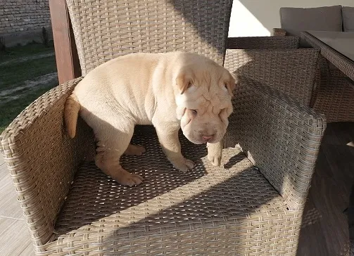 Shar Pei - Šar pej štene