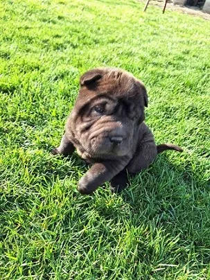 Shar Pei prelepo crno muško štene