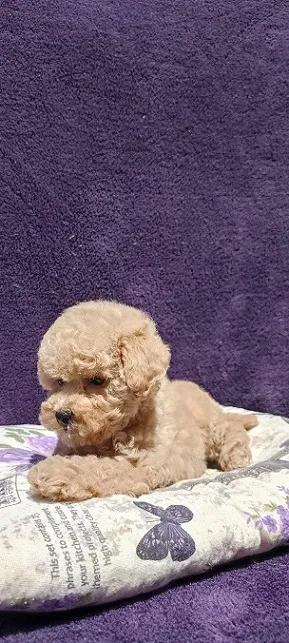 Francuska toy Pudla, štenc