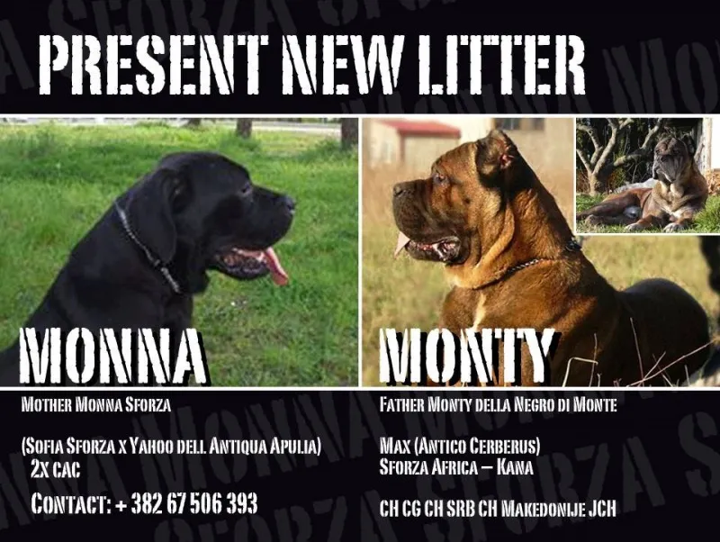 Cane Corso stenci