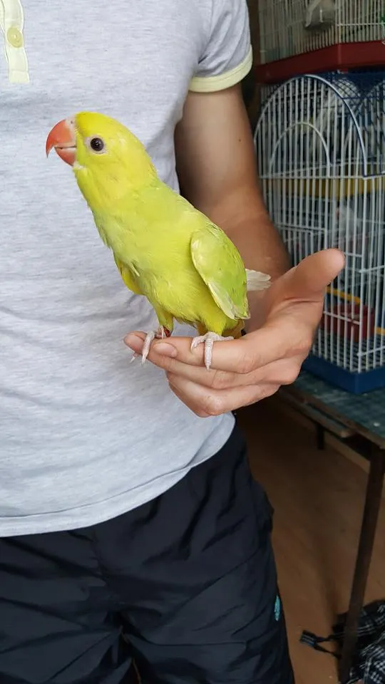 Pitomi mali aleksandri