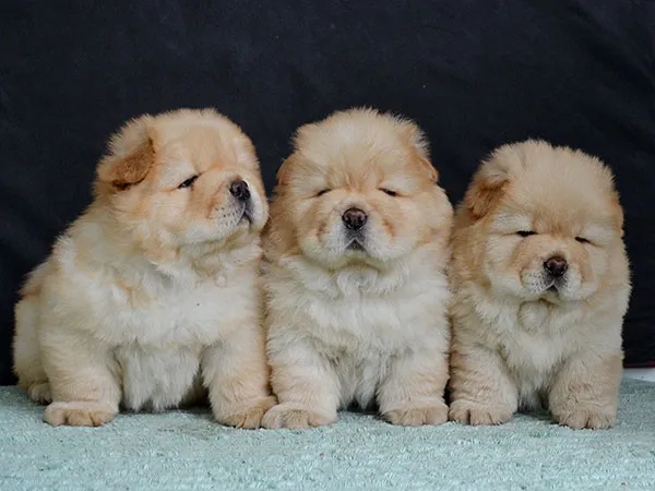 Čau čau i bobtejl štenci na prodaju