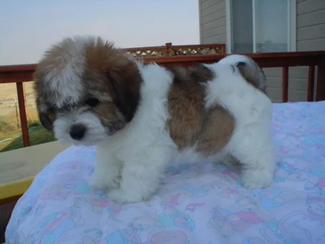 Coton de tulear i maltezer štenci na prodaju
