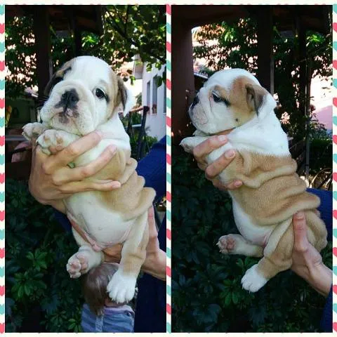 Engleski buldog, štenci izložbenog potencijala