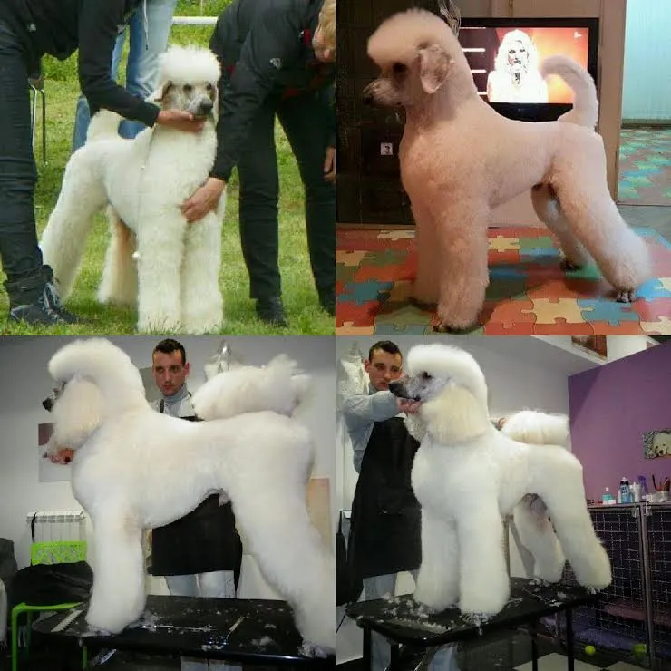 KRALJEVSKA PUDLA, štenci 