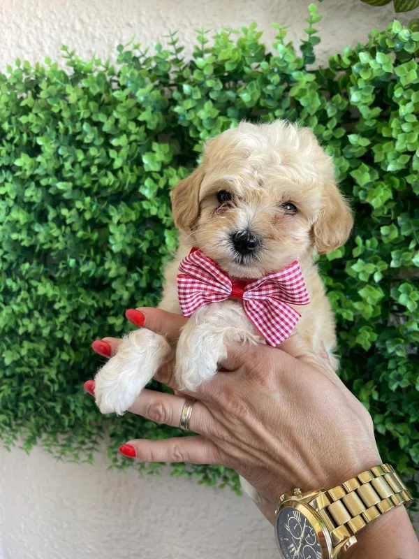 Maltipoo štenci