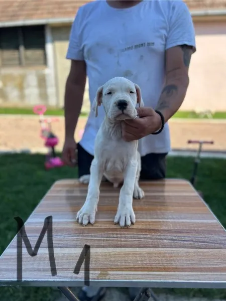 Dogo Argentino štenci