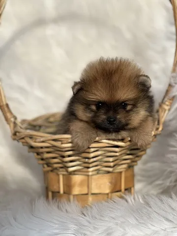  Prelepi štenci pomeranaca