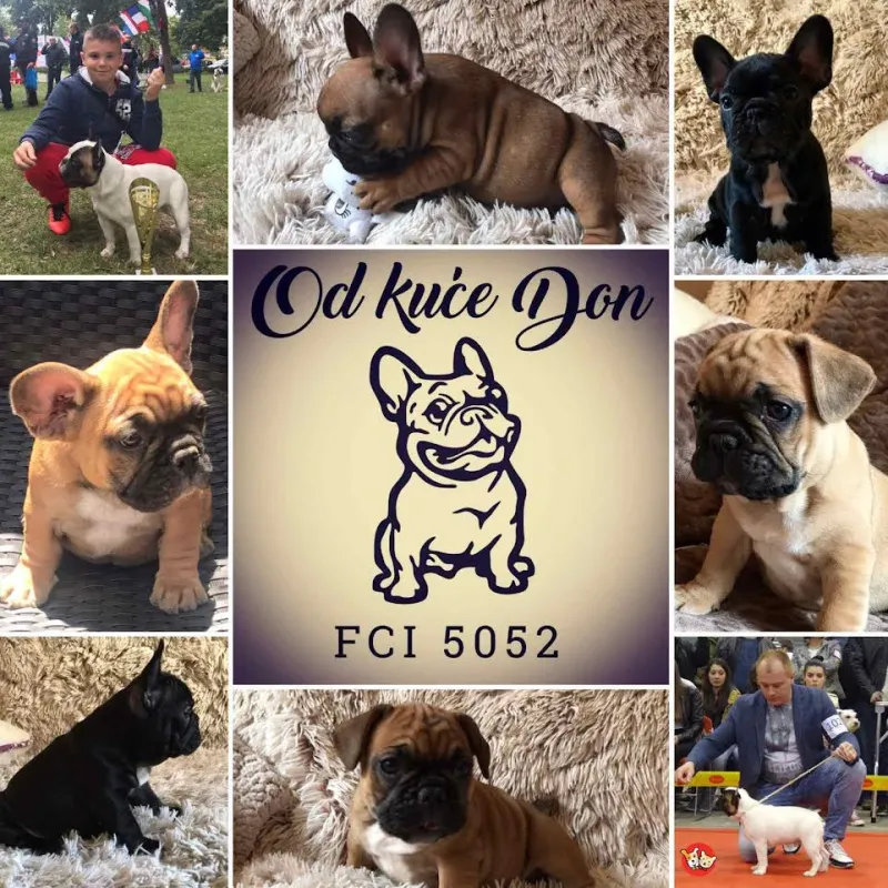 Francuski buldog "Od kuce don"
