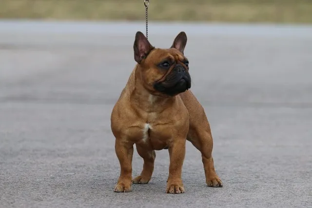 Francuski buldog, štenci 