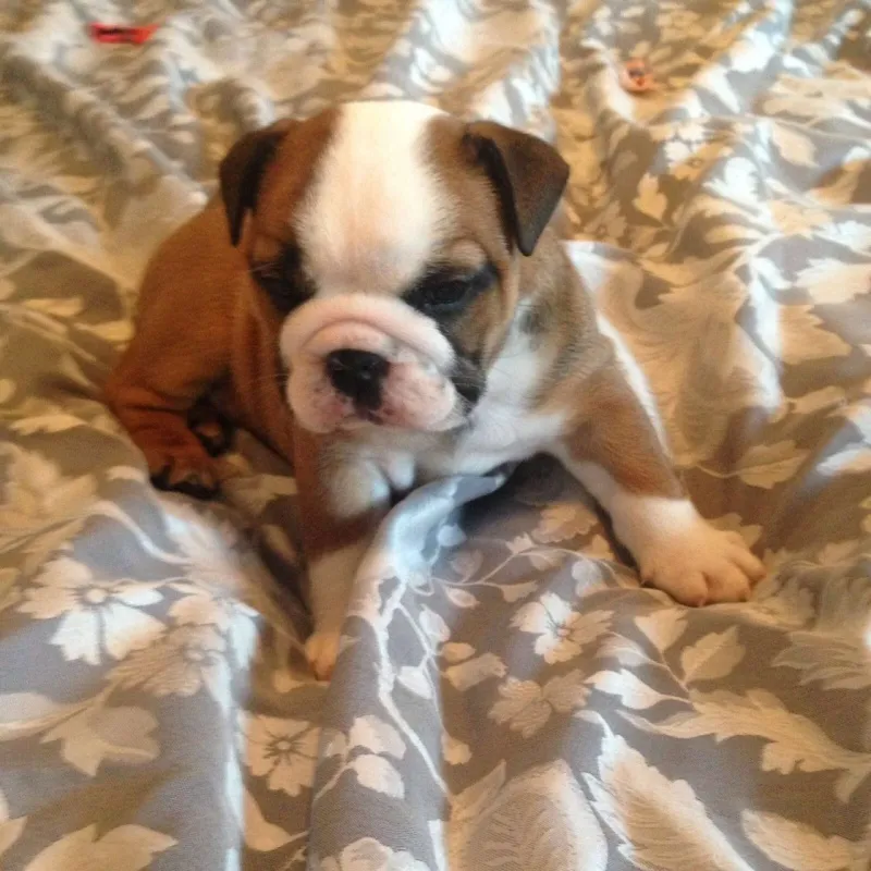 5 Prekrasna Kc Reg English Bulldogs Za prodaju