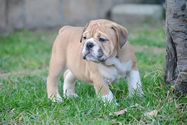 Engleski Buldog štenad 