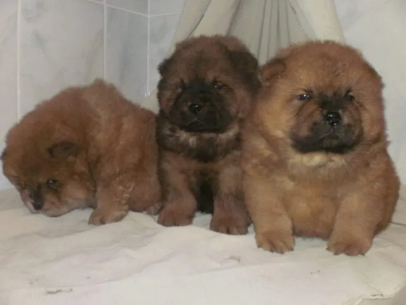 Chow Chow (cau cau) stenci 