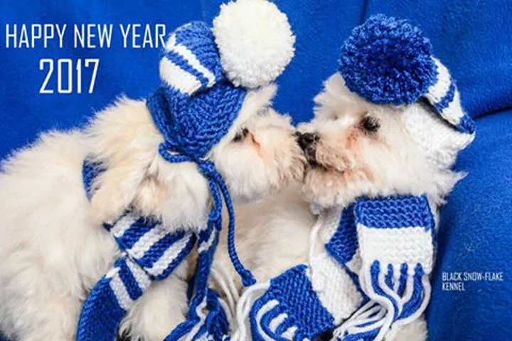 Kovrdzavi BISONI - muzjaci izlozbenog kvaliteta