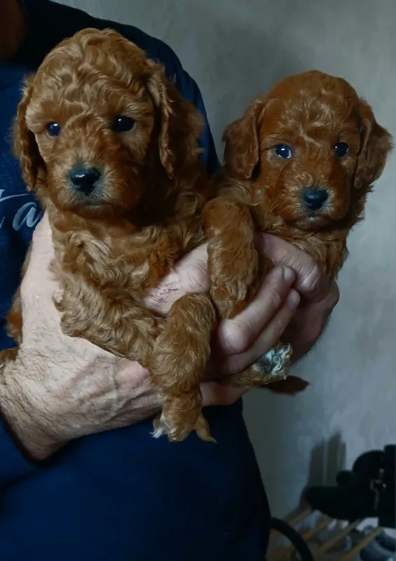 Toy Pudle na prodaju