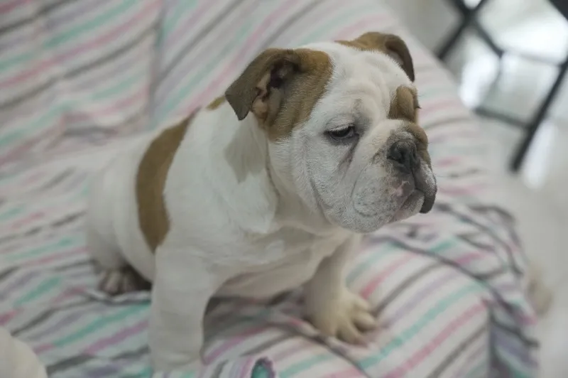 Engleski buldog, vrhunsko leglo