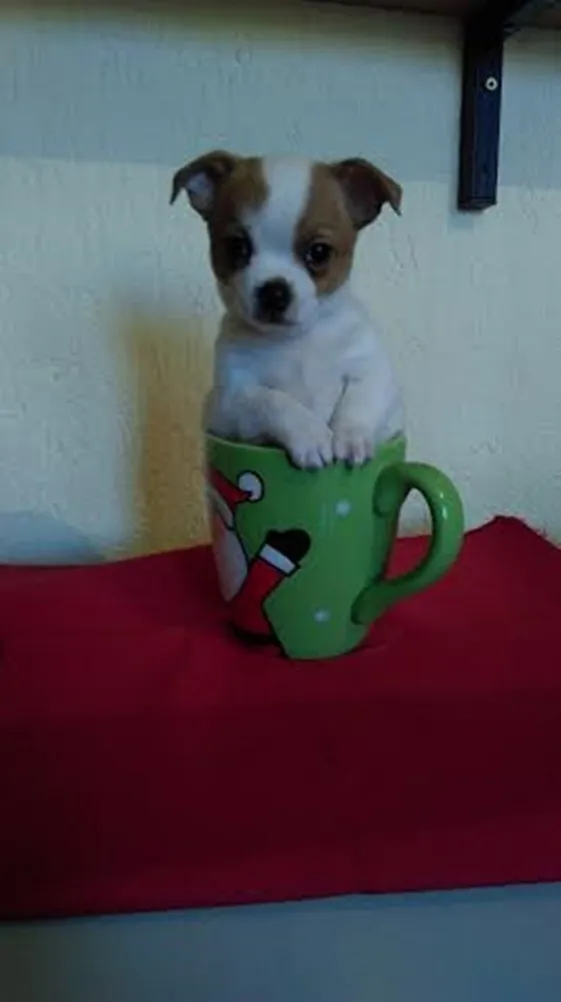 Stene civava - na prodaju