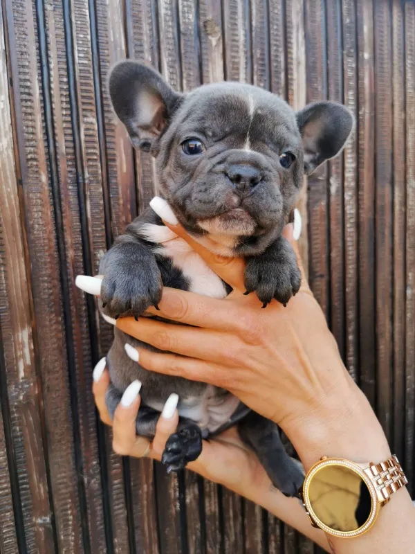 Francuski Buldog