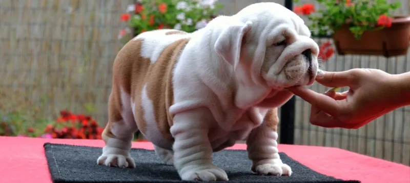 Engleski buldog i francuski buldog štenci na prodaju