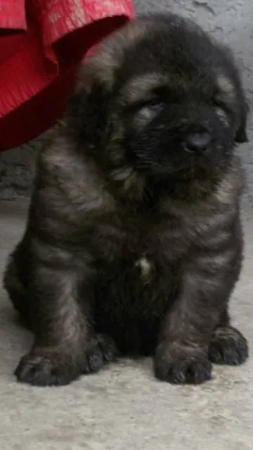 Šarplaninci, štenci od Kojića iz Loznice