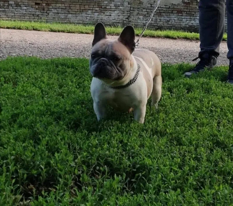 Francuski buldog ZENKA SA TENADIMA