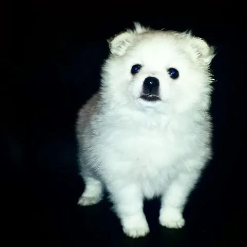 Nemacki patuljasti spic zenka