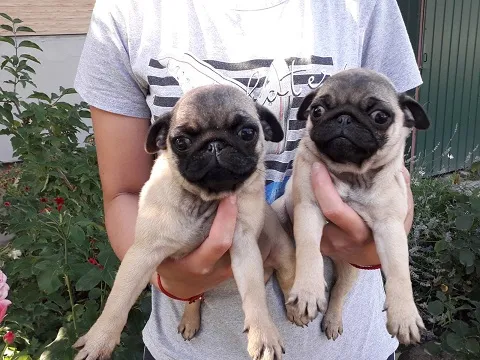 Mops preslatki štenci