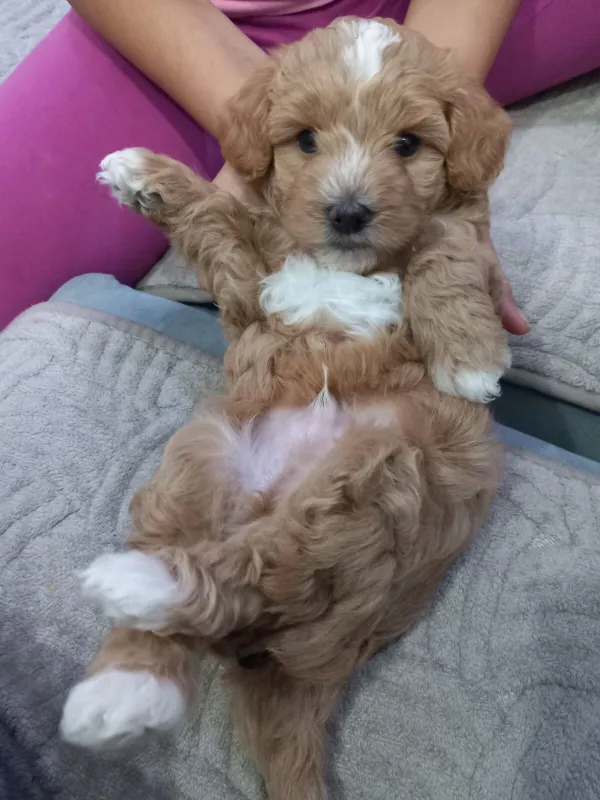 Maltipoo štenci