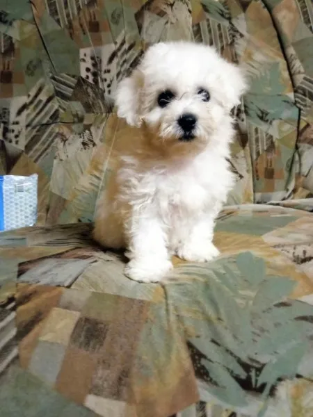 Kovrdzavi bison stenci