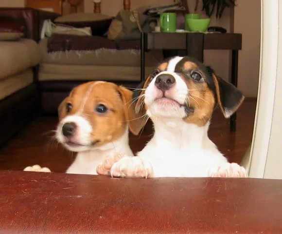 Dzek Rasel terijer - Jack Russell Terrier