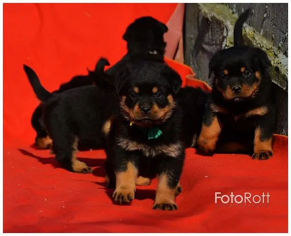 ROTTWEILER stenad sampionskog porekla
