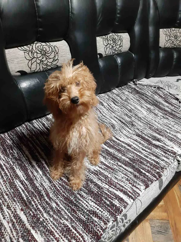 Patuljasta Pudla štenci