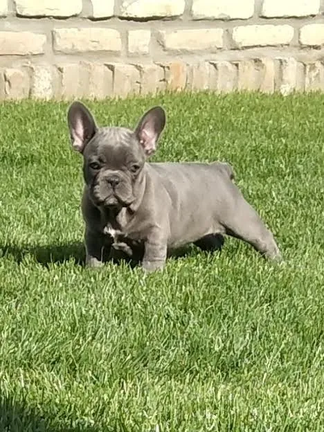 Francuski buldog blue štenci 