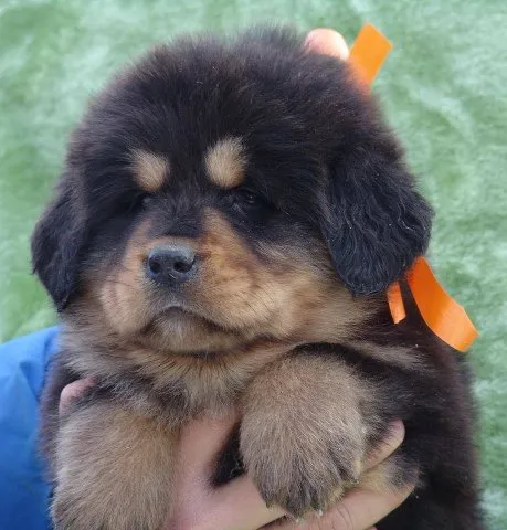 TIBETSKI MASTIFF - vrhunski stenci na prodaju