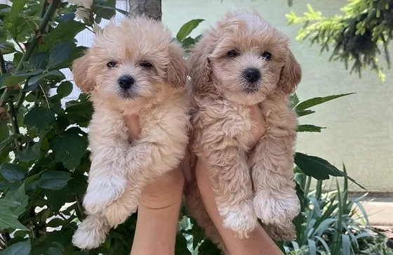 Maltipoo stenci 