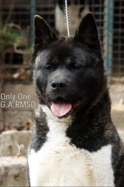 Američka Akita, muški štenci