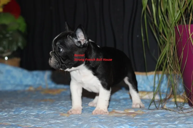 Francuski buldog