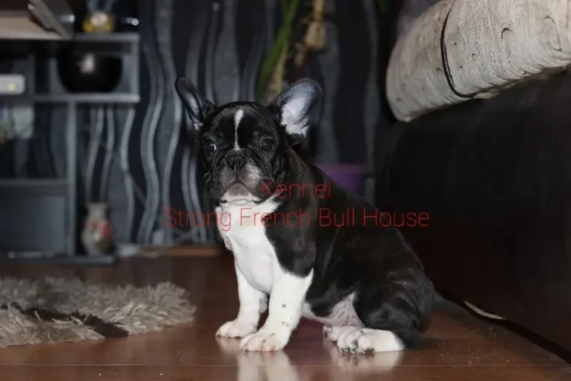 Francuski Buldog