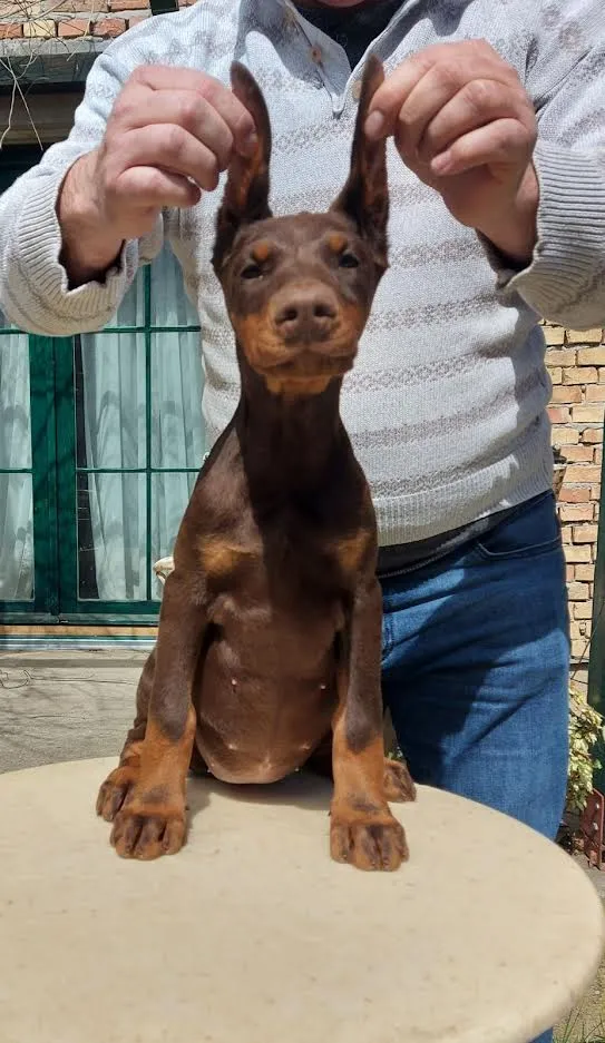 Doberman štenci 