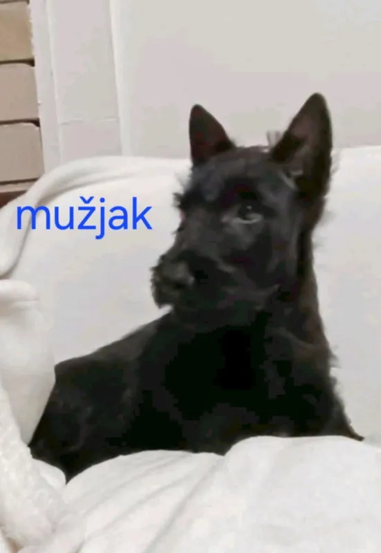 Škotski terijer štenci