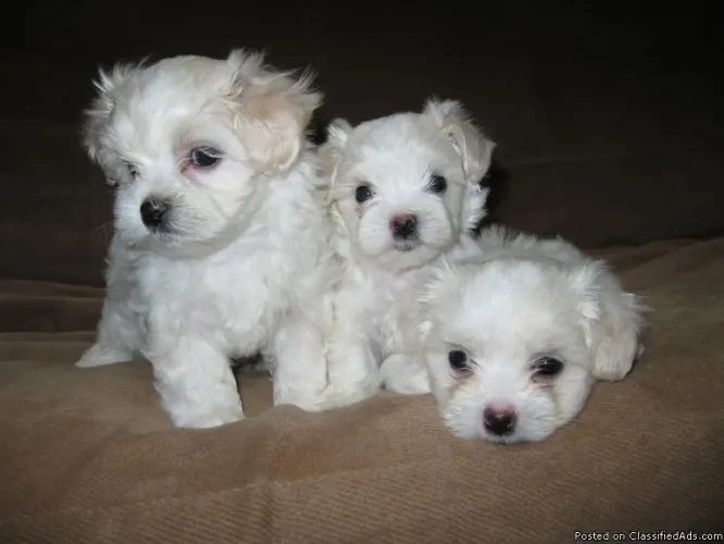 maltezer