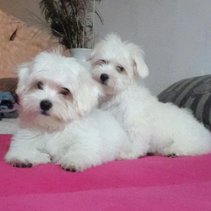 Coton de Tulear