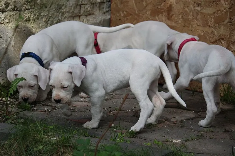 Dogo argentino i bulterijer stenci na prodaju