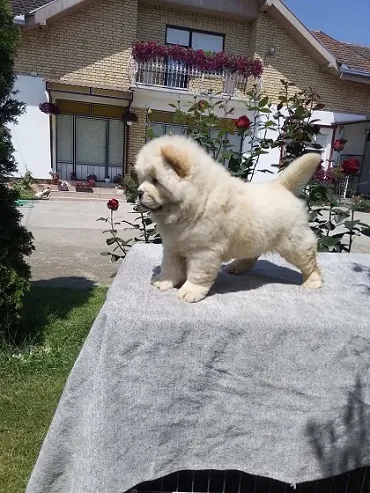 CHOW CHOW CAU CAU