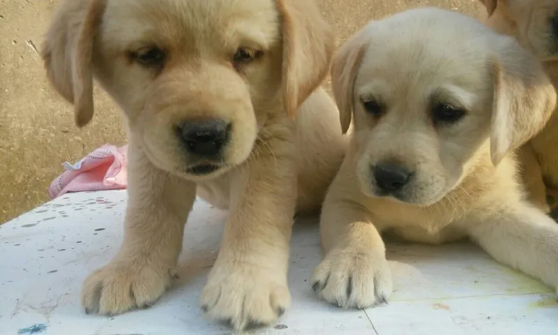 Labrador